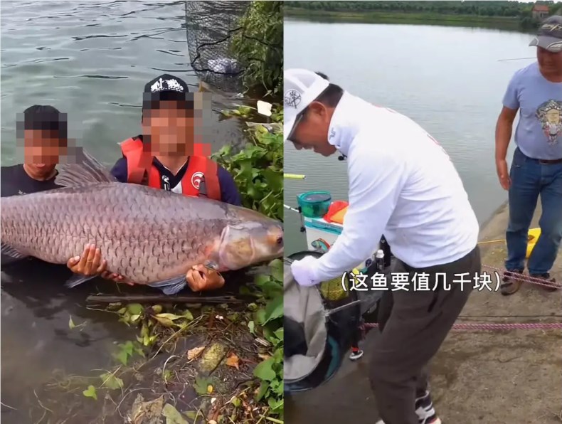 抖音钓鱼达人揭秘：如何用一本书圈粉千万，成为种草图书的流量之王