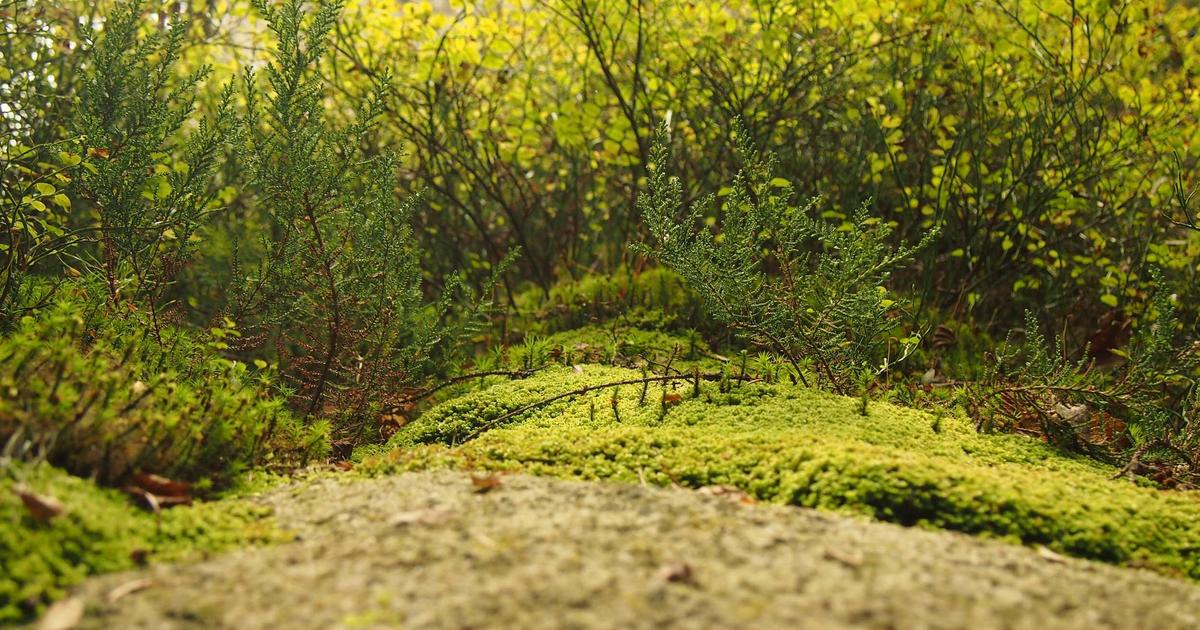 NAS运行Home Assistant OS完整指南：从容器化到完全集成的智能家居中枢搭建