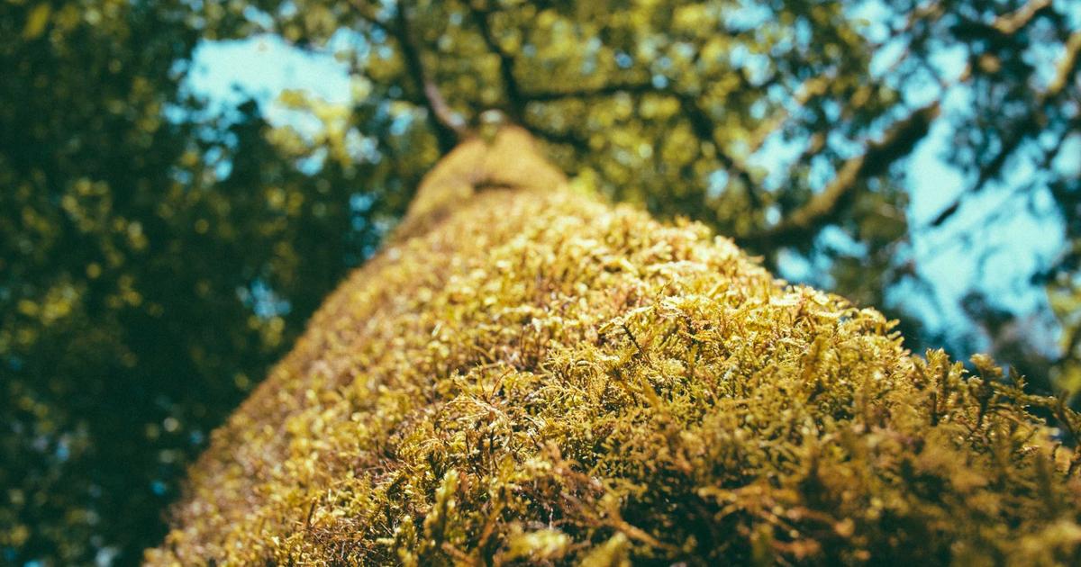 NAS搭建Time Machine备份服务器：Mac用户的完美时光机替代方案