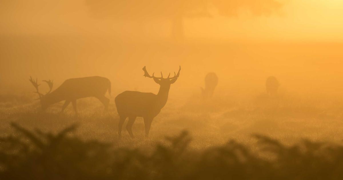 NAS存储池健康监控与预测性维护：从Smartmontools到ZFS Scrubbing实战