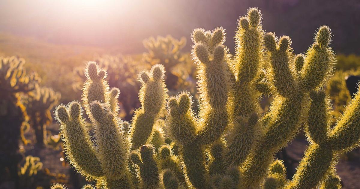 NAS影视中心终极对决：2026年Plex、Emby、Jellyfin功能深度对比评测