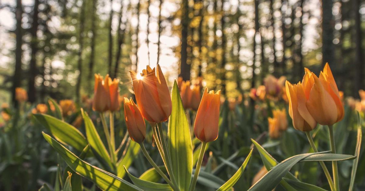 Top Open Source Code Editors in 2026: A Comprehensive Review